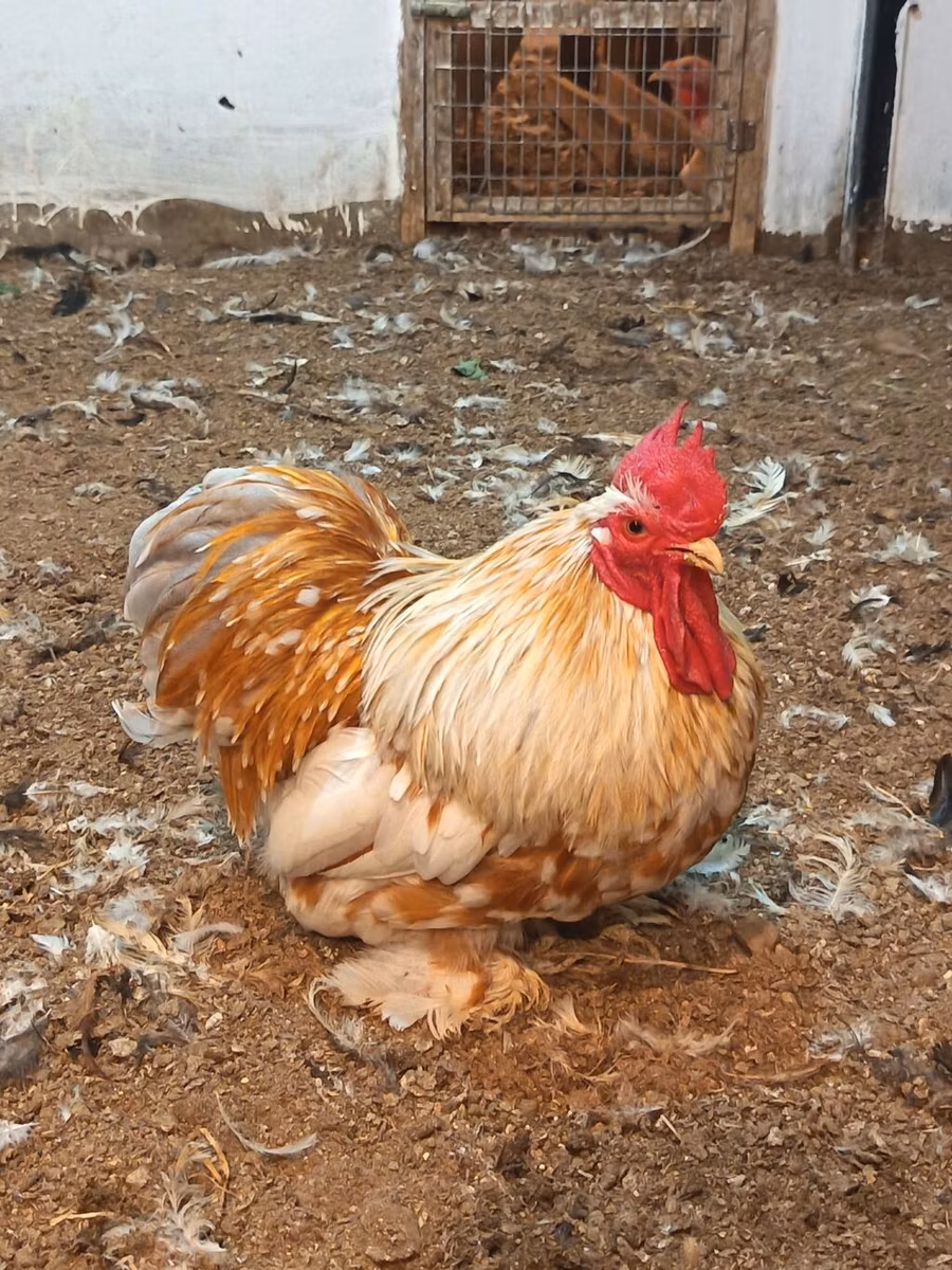 कोचीन