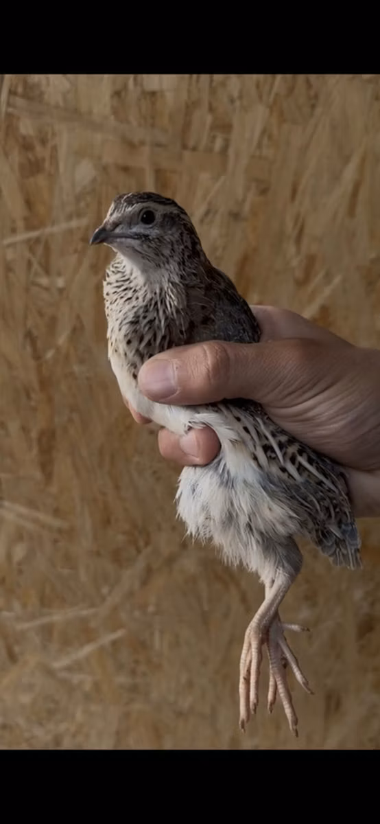 Italiana dorada