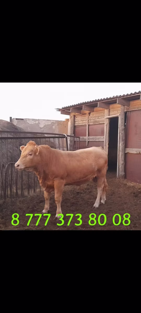 Rasa Auliatinskă