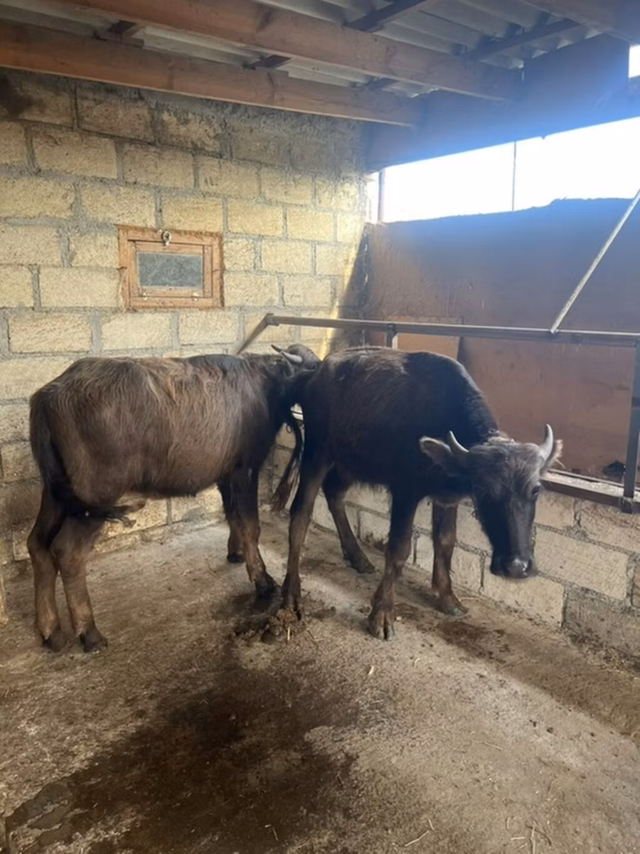 Bivol african