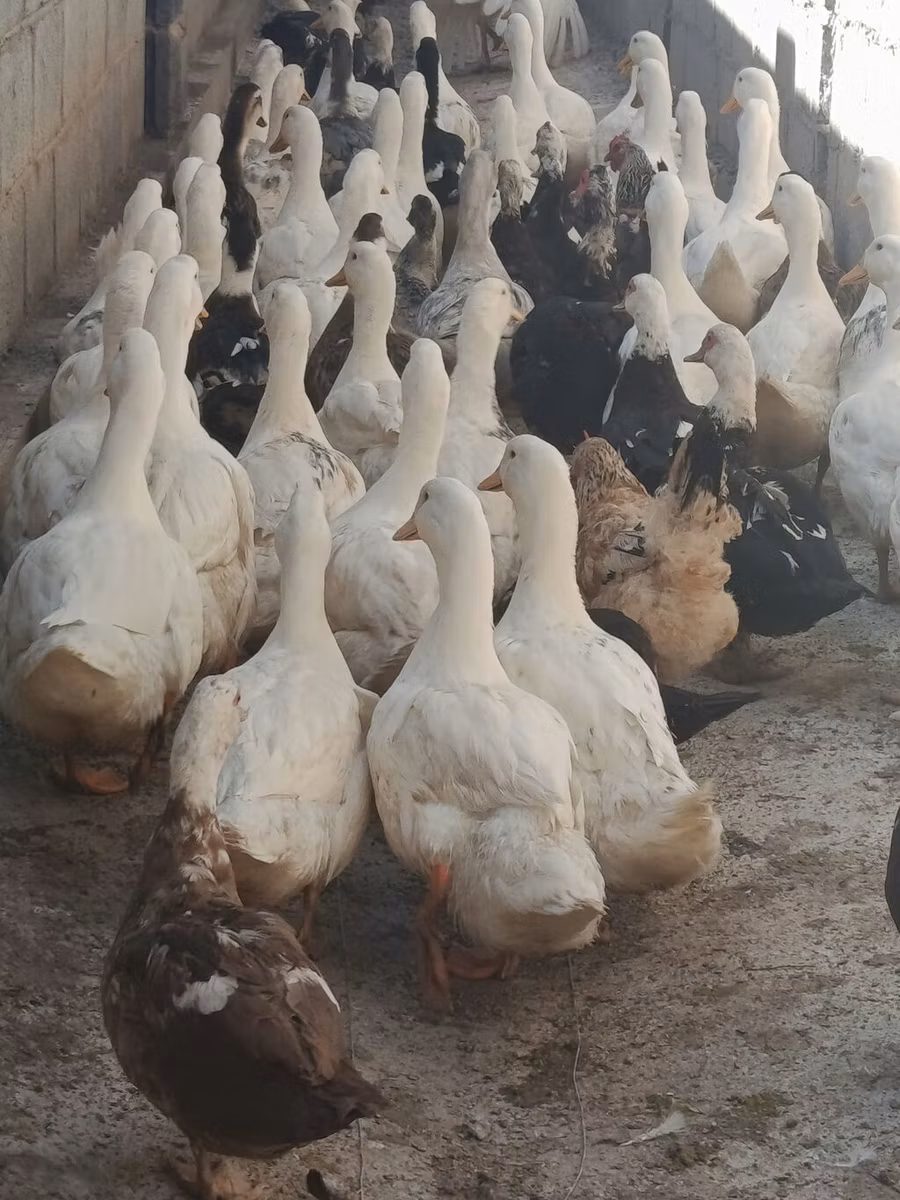 rață domestică Muscovy
