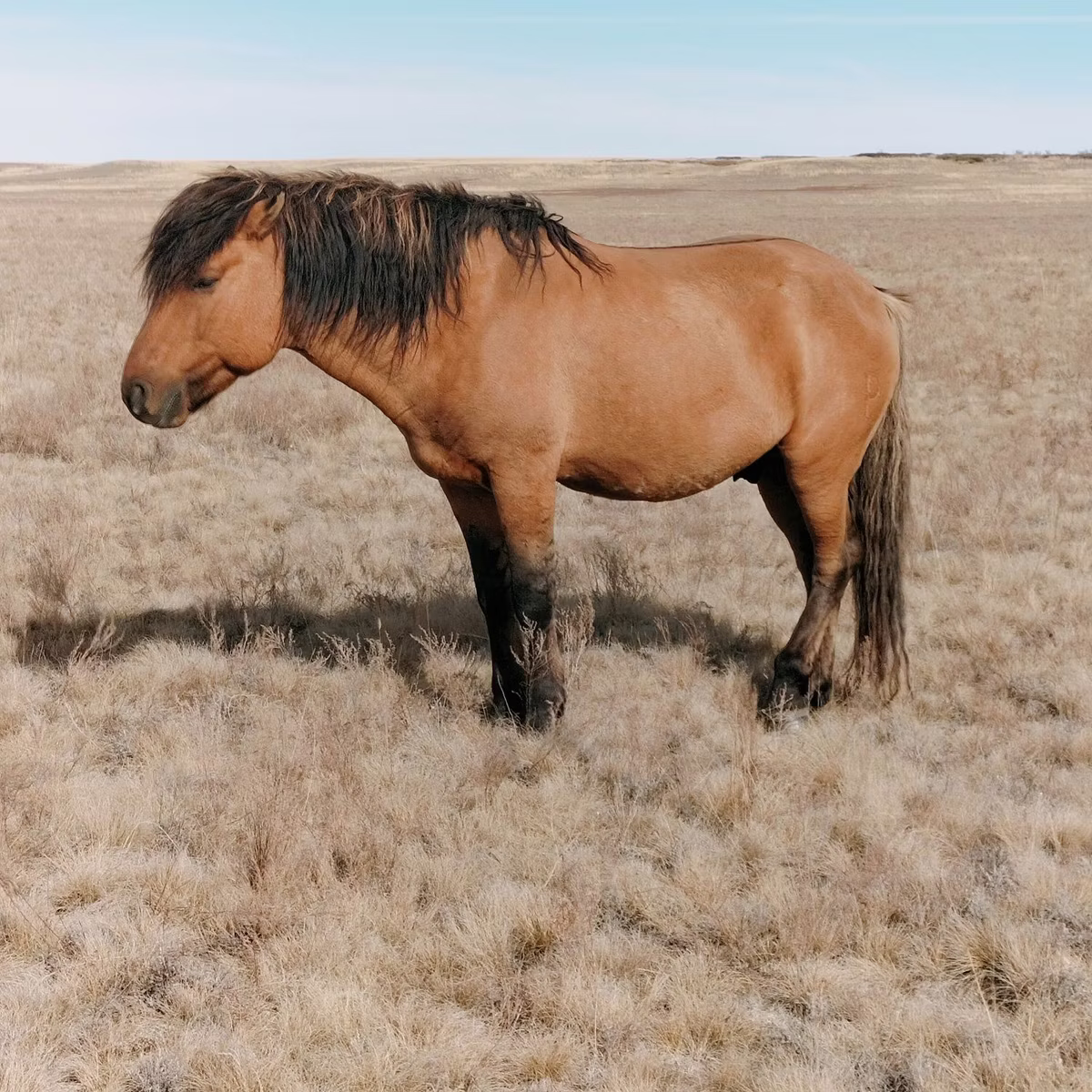 Mugalzhar horse