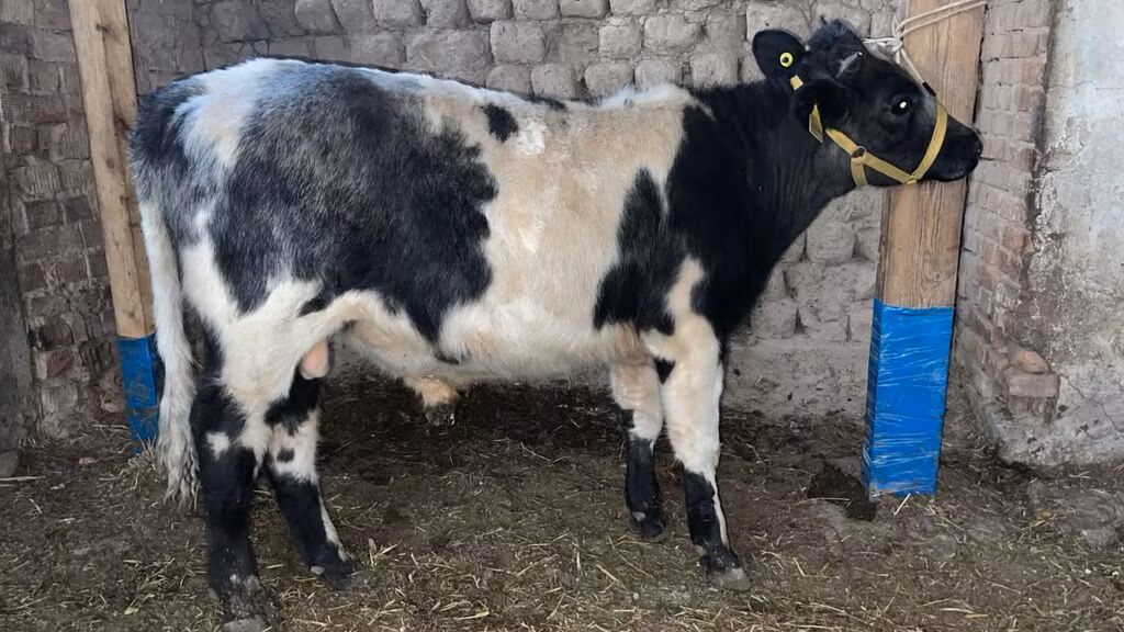Belgian Blue
