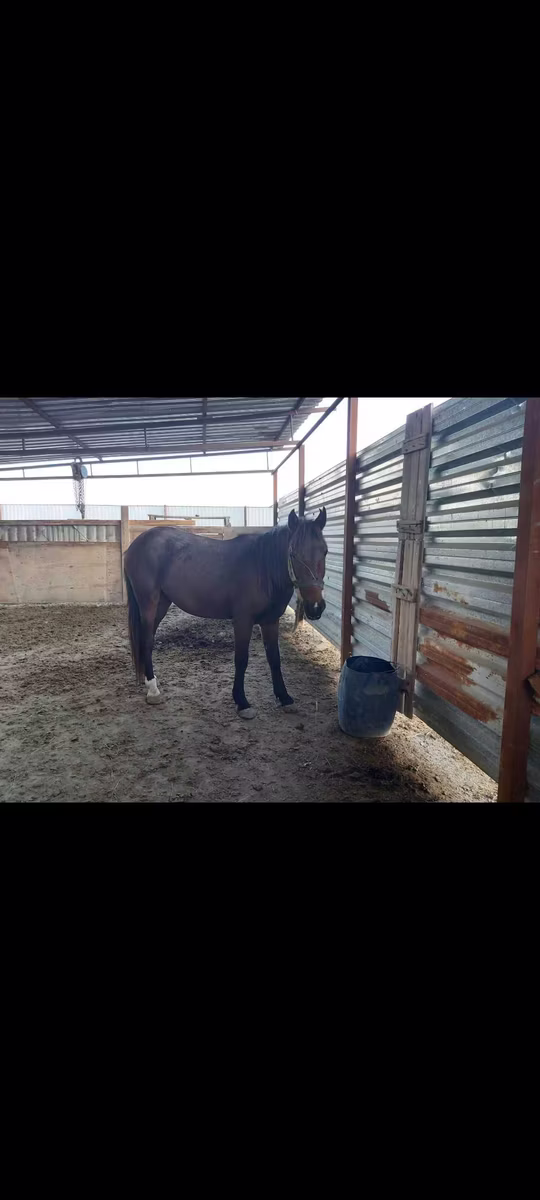 Horse breed