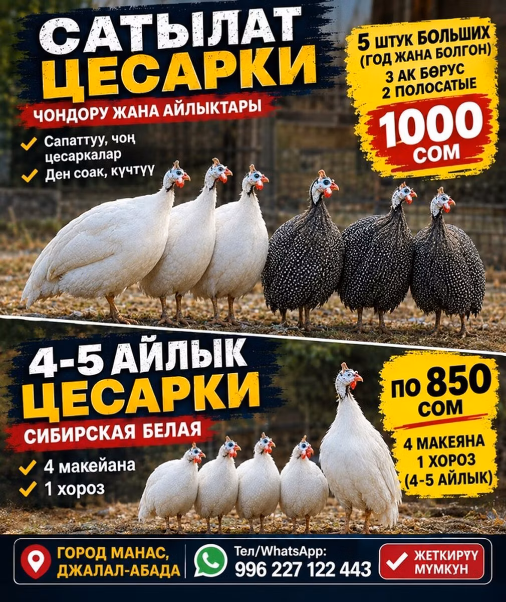 Ağ