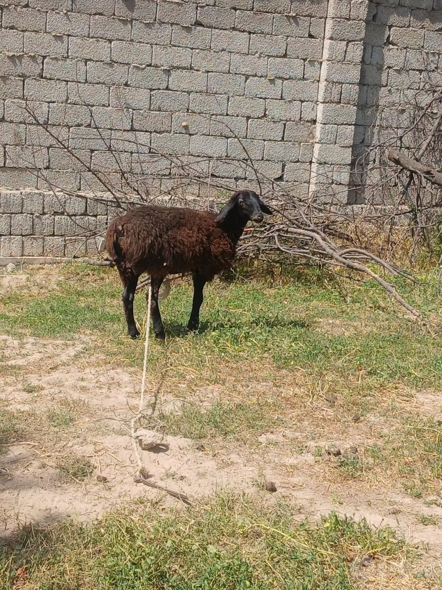 Джайдара койу