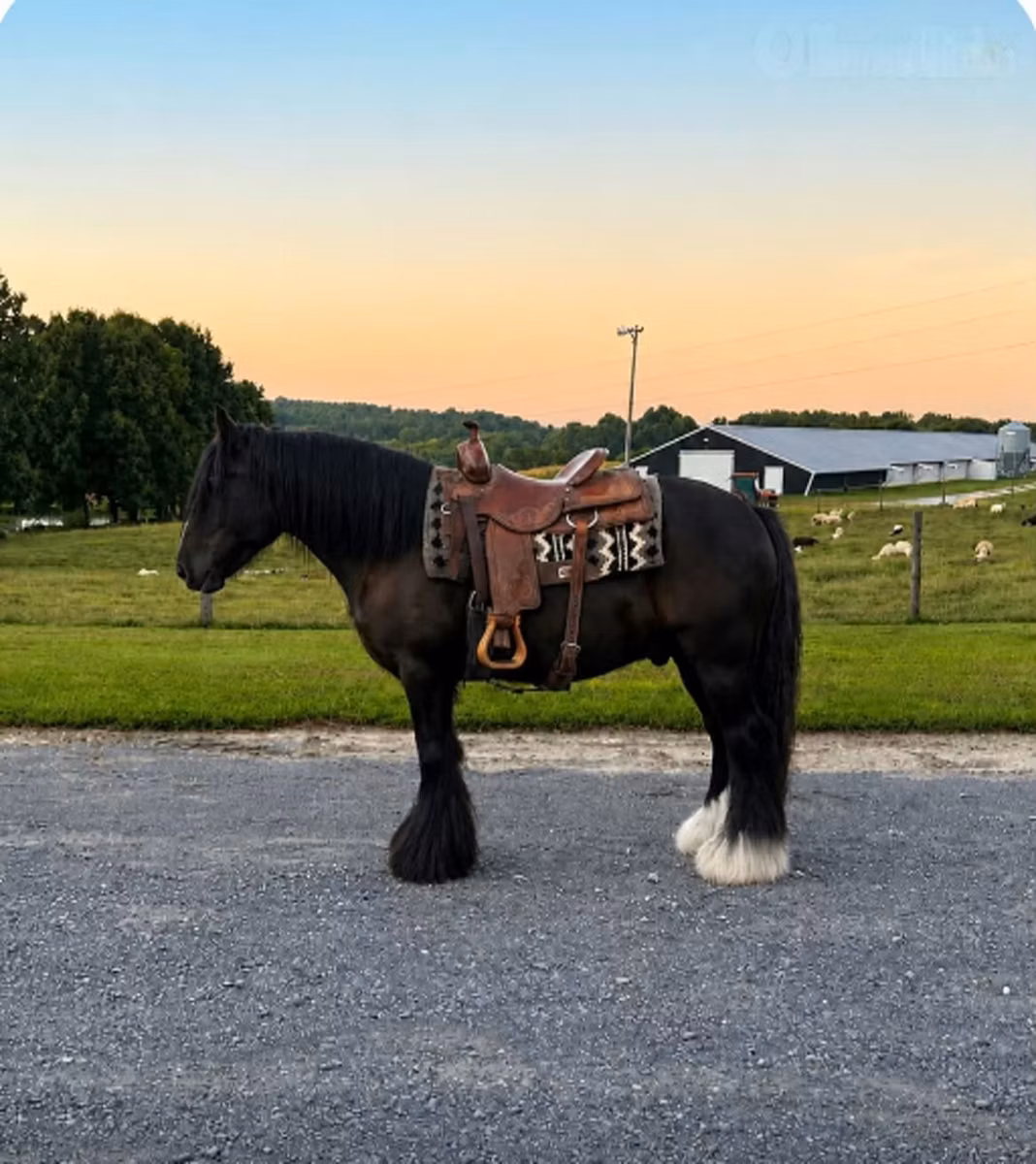 Gypsy horse