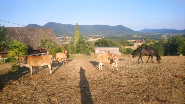 Jersey zotasi