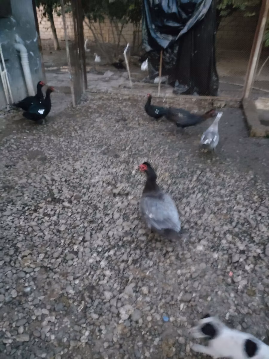 rață domestică Muscovy