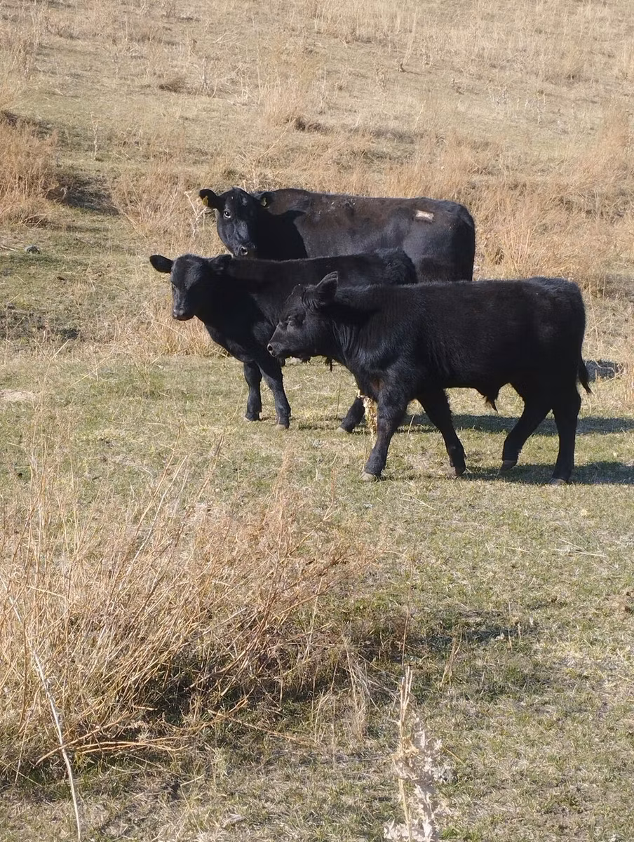 Swiss cattle