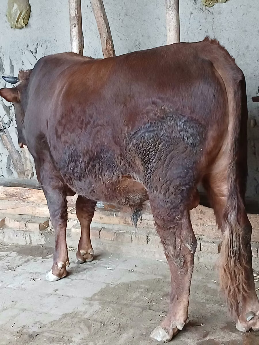 लाल степीय गाय