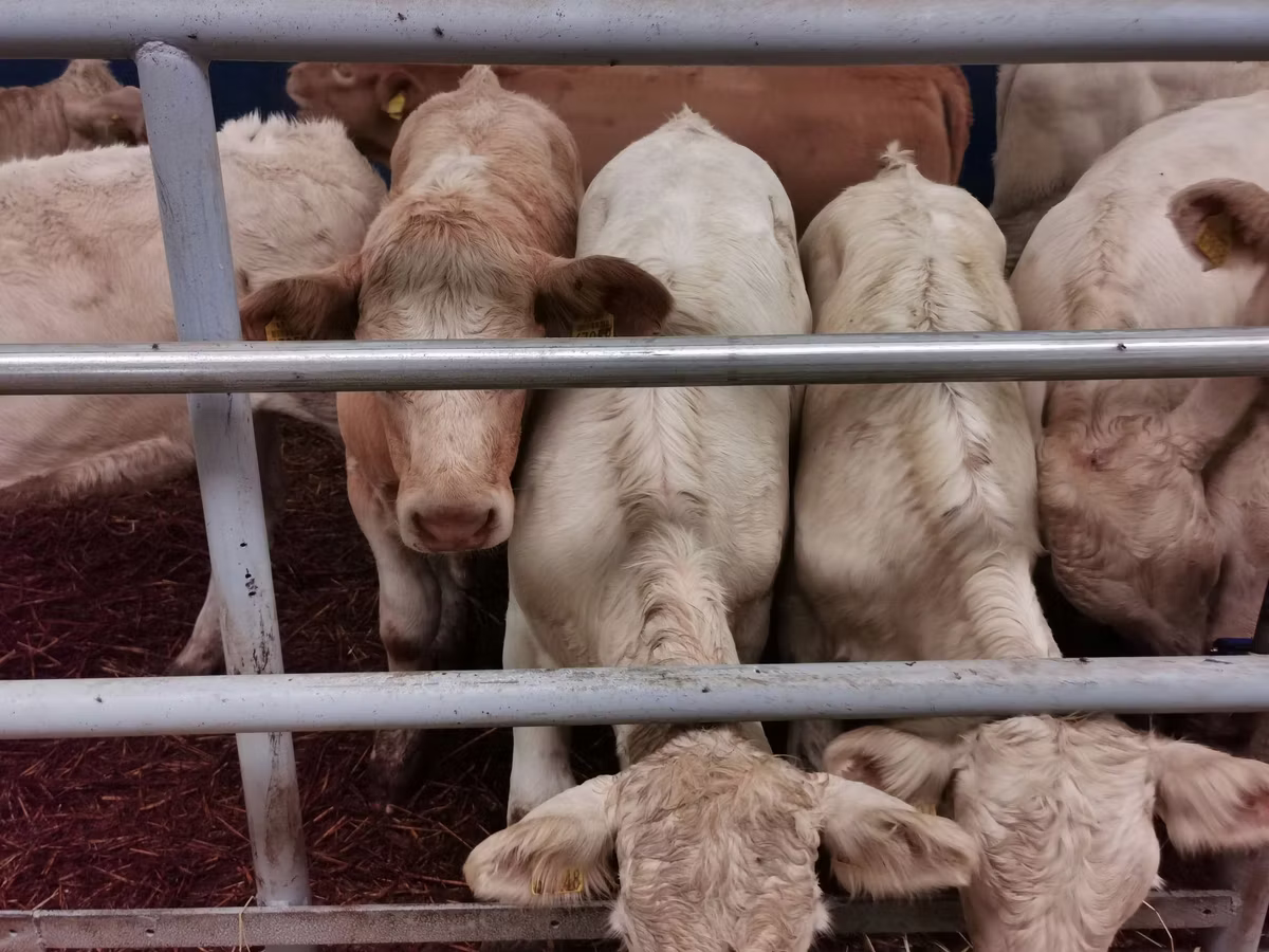 Charolais cattle