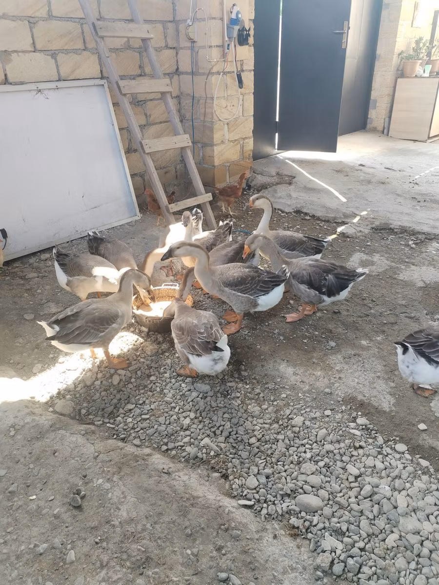 كوبان