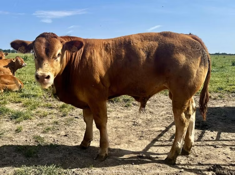 Limousin cow