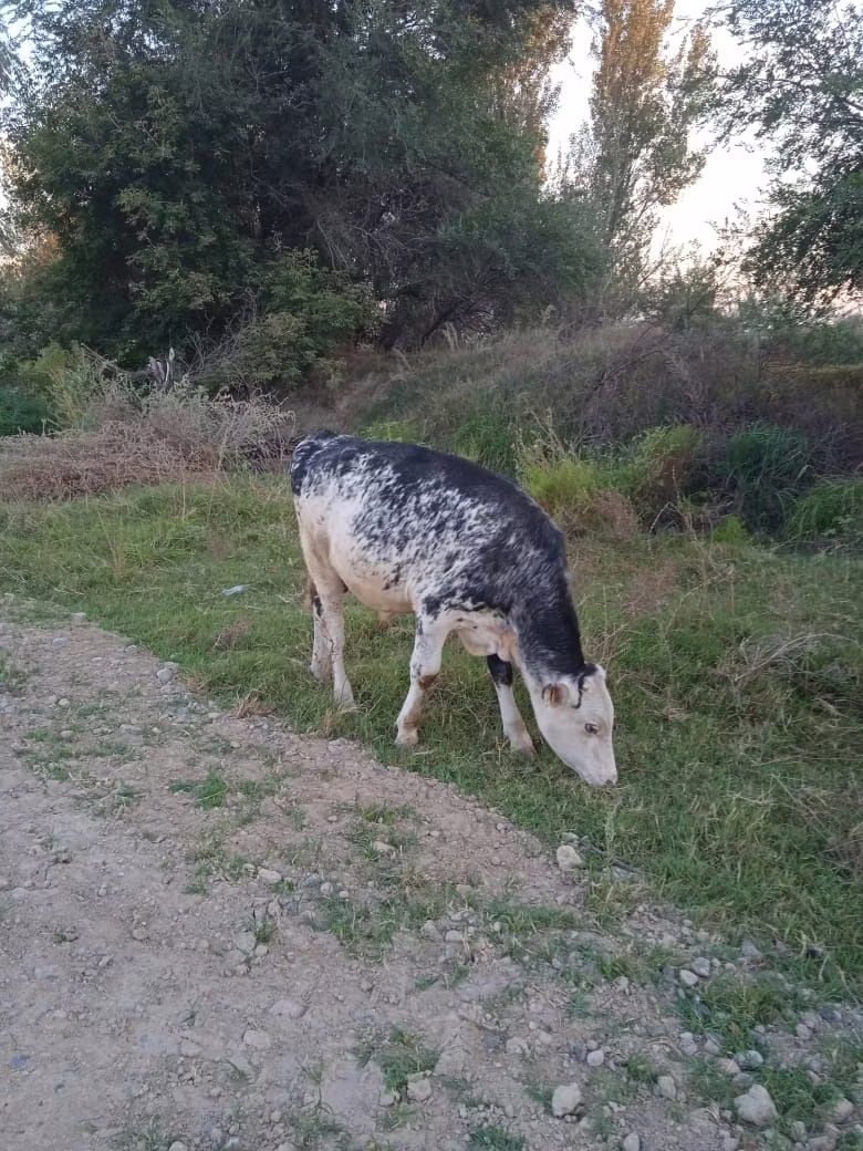 Rasa Holstein
