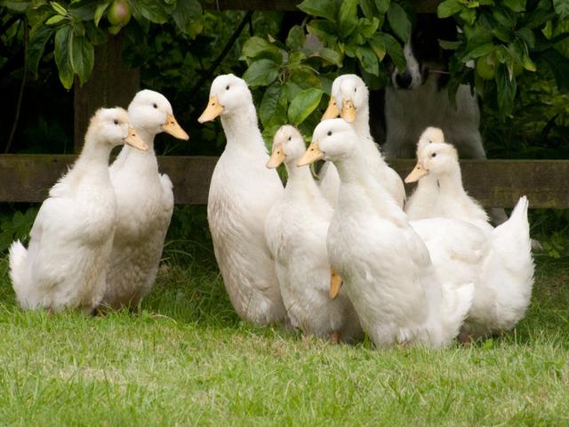 Pekin german