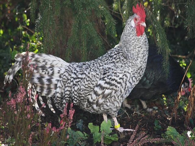 găini „creeper”