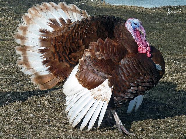 Bourbon Roșu