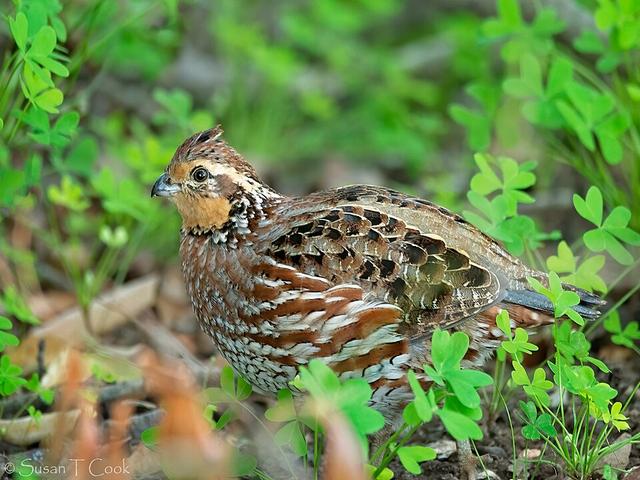 Bobwhite