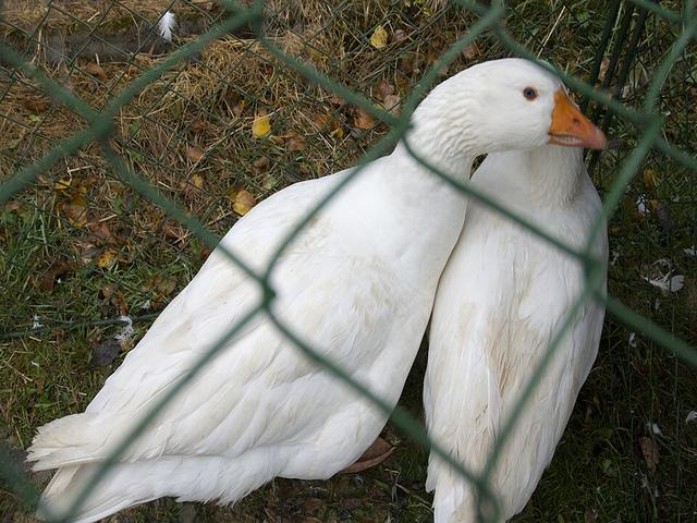 cehă
