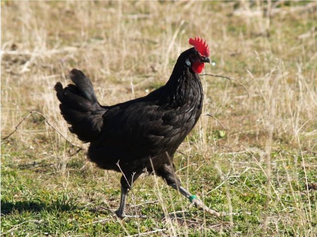Castellana Neagră
